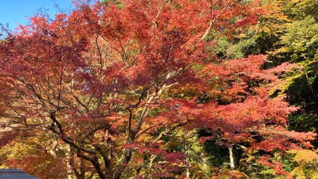 出雲市平田にある鰐淵寺 がくえんじ 年紅葉ギャラリー