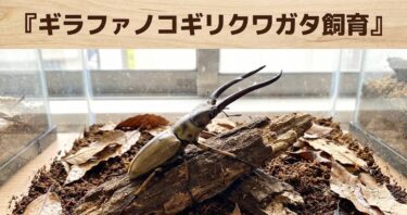ギラファノコギリクワガタ飼育｜エアコン管理で目指せ100mm！3本のボトルリレー戦略