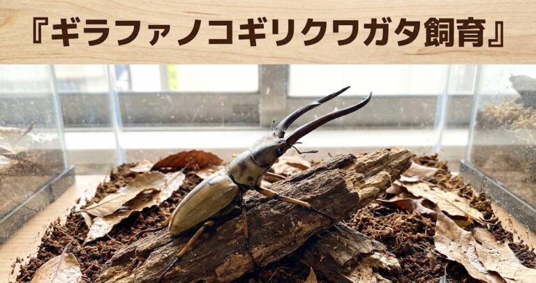 ギラファノコギリクワガタ飼育