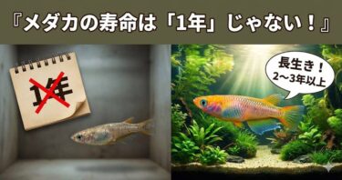 メダカの寿命は「1年」じゃない！