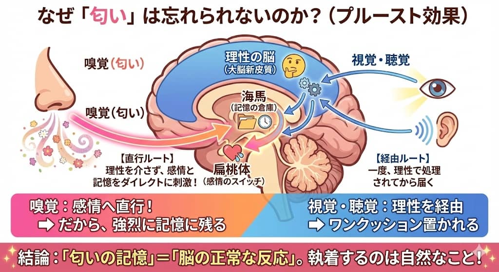 嗅覚と記憶のメカニズム「プルースト効果」