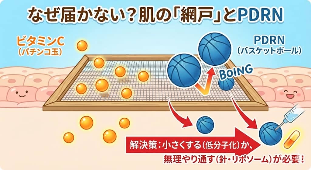肌のバリア機能と分子量の大きさの比較