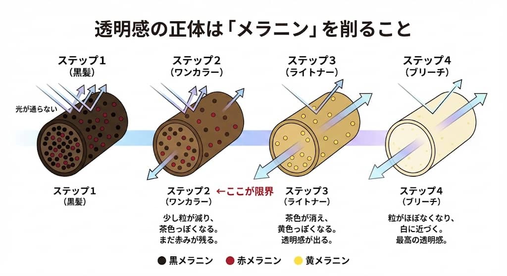 髪色の透明感とメラニン色素の関係図