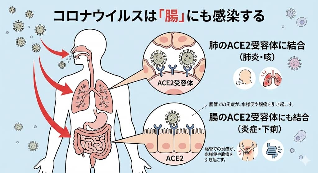 ウイルスが肺と腸に感染するメカニズム