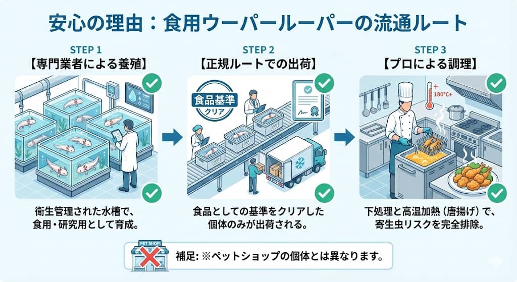 ウーパールーパーが食卓に届くまで（安全性の証明）