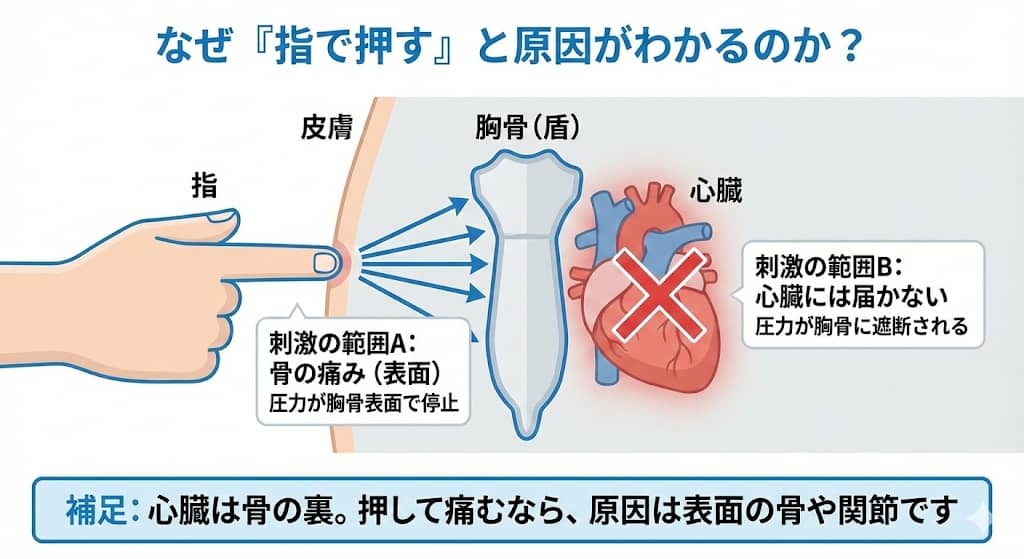 胸骨・心臓の位置関係と指の刺激範囲の比較図