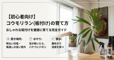 【初心者向け】コウモリラン（板付け）の育て方