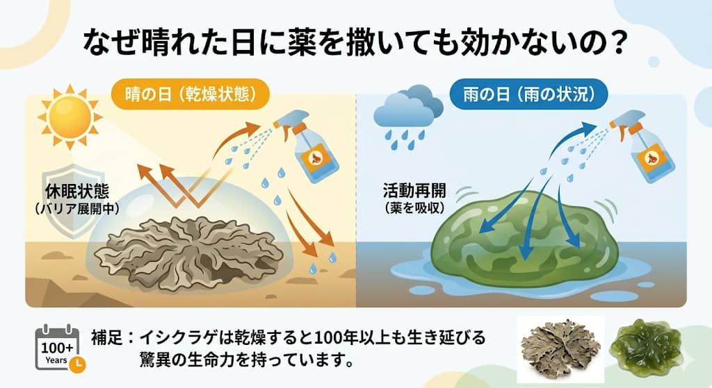 イシクラゲの休眠メカニズムと薬剤吸収の違い