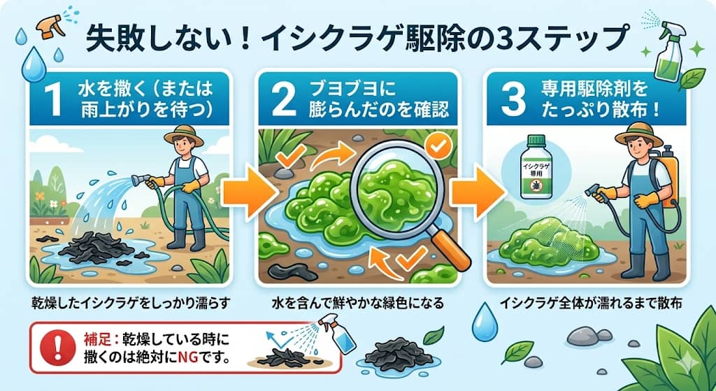 イシクラゲを確実に枯らす散布の3ステップ