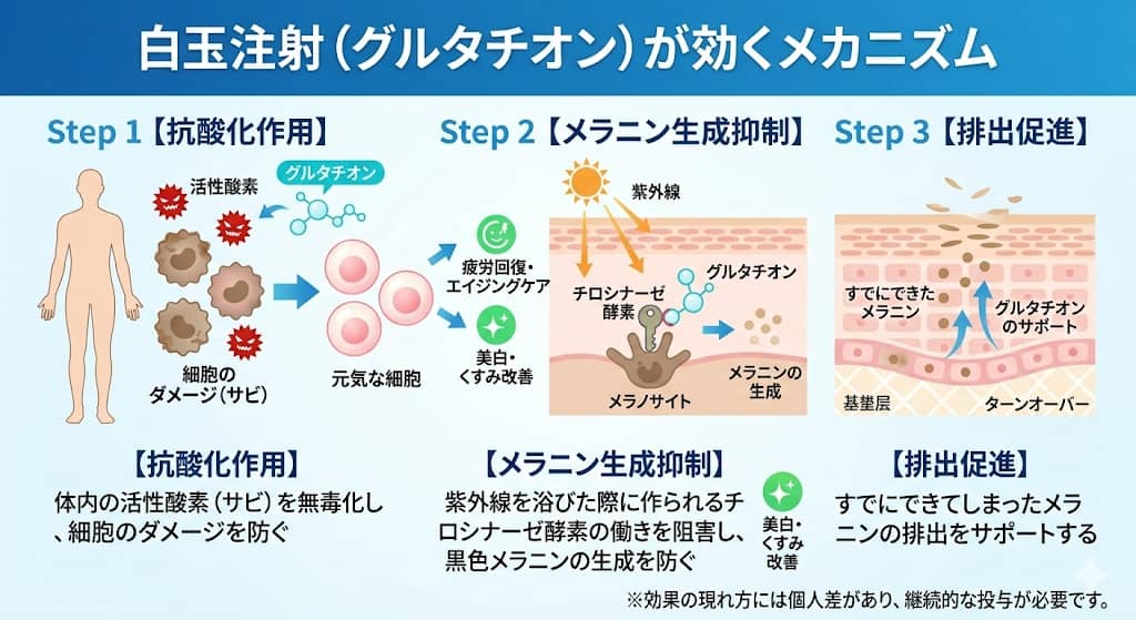 グルタチオンの作用メカニズム図解