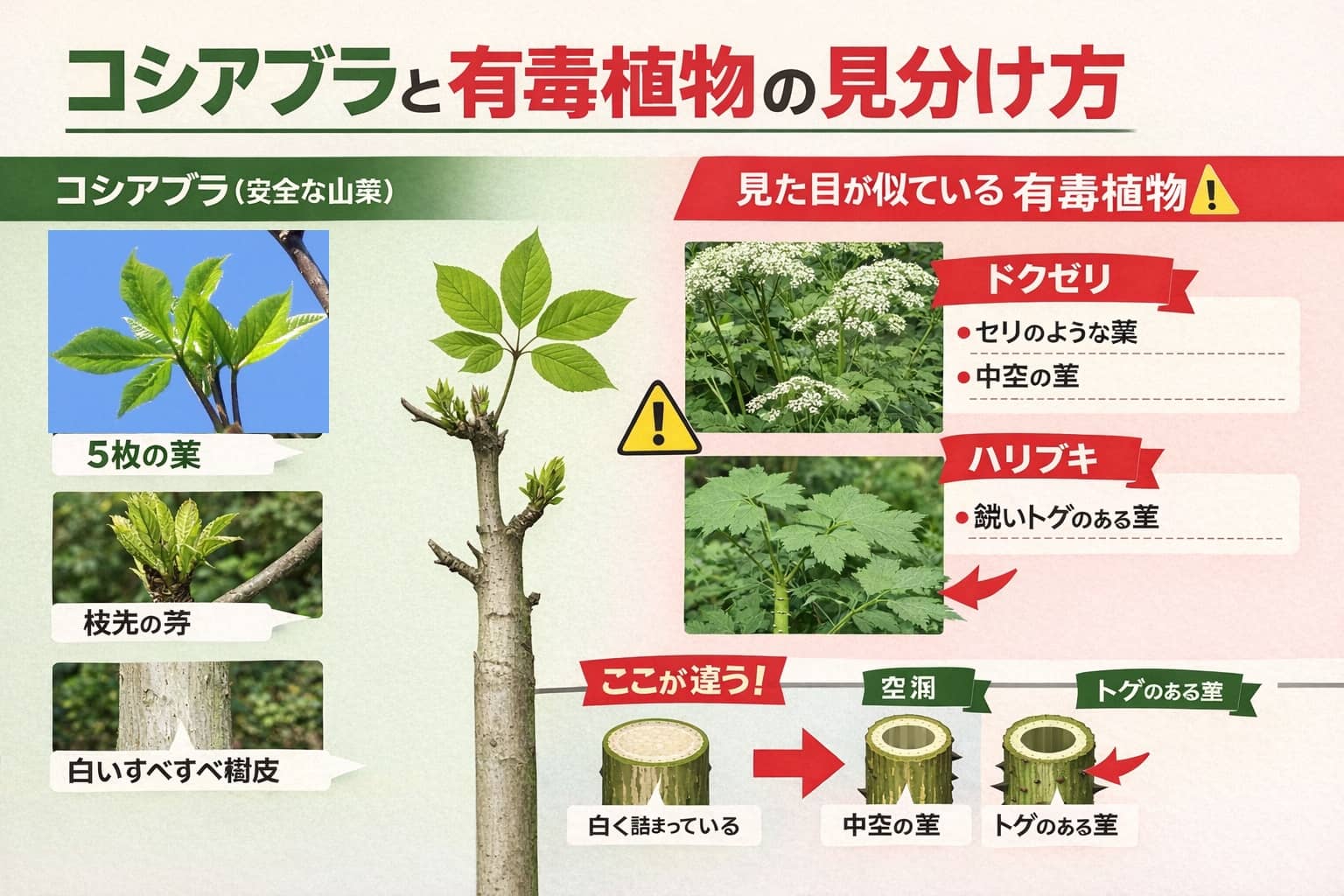 コシアブラと類似有毒植物の比較図