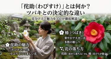 侘助とは何か？ツバキとの決定的な違い