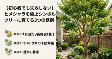初心者でも失敗しない、ヒメシャラを極上シンボルツリーに育てる3つの鉄則