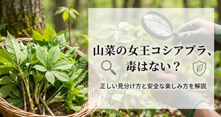山菜の女王コシアブラ、毒はない？