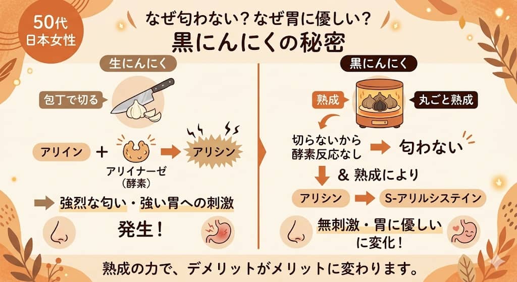 生にんにくと黒にんにくの「成分変化のメカニズム」比較フロー図