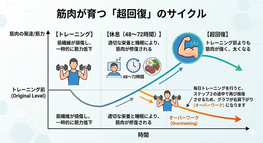 超回復のメカニズムを図解