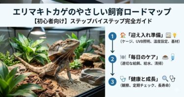 エリマキトカゲのやさしい飼育ロードマップ