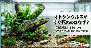 オトシンクルスがすぐ死ぬのはなぜ？