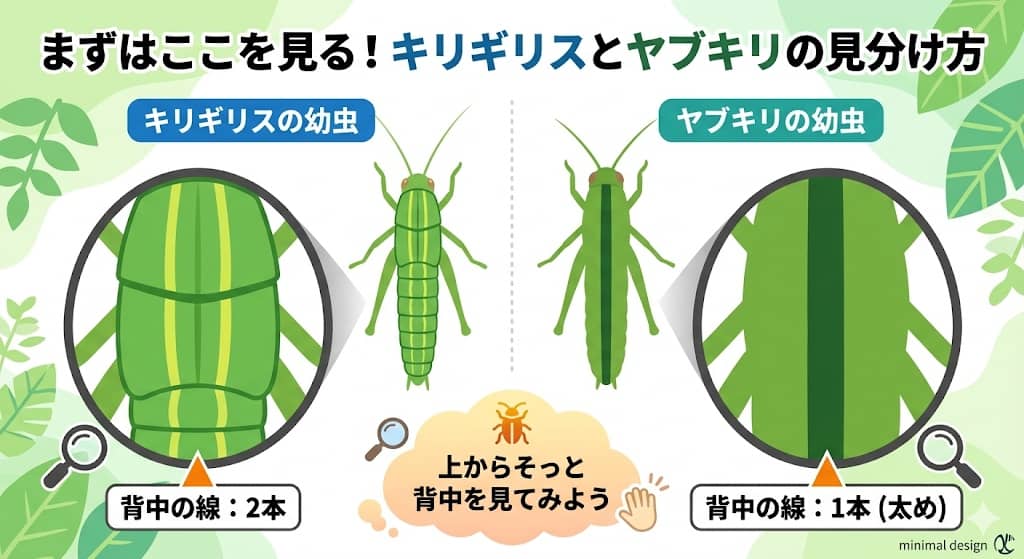 キリギリスとヤブキリの背中の線の違い