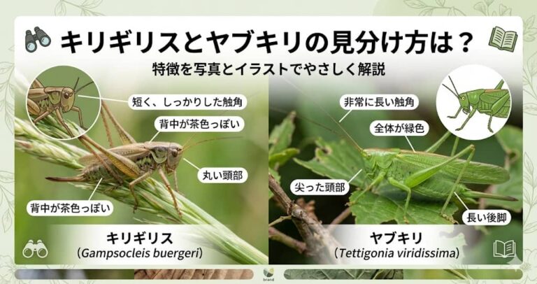 キリギリスとヤブキリの見分け方は？