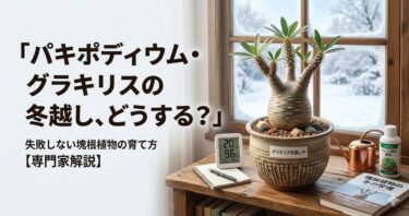 パキポディウム・グラキリスの冬越し、どうする？