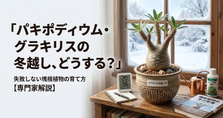 パキポディウム・グラキリスの冬越し、どうする？