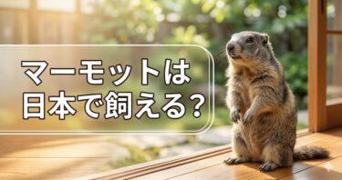 マーモットは日本で飼える？