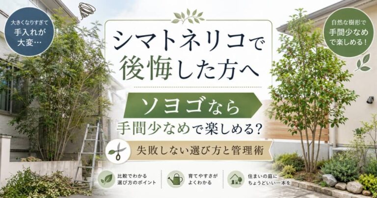 シマトネリコで後悔した方へ｜ソヨゴなら手間少なめで楽しめる？失敗しない選び方と管理術