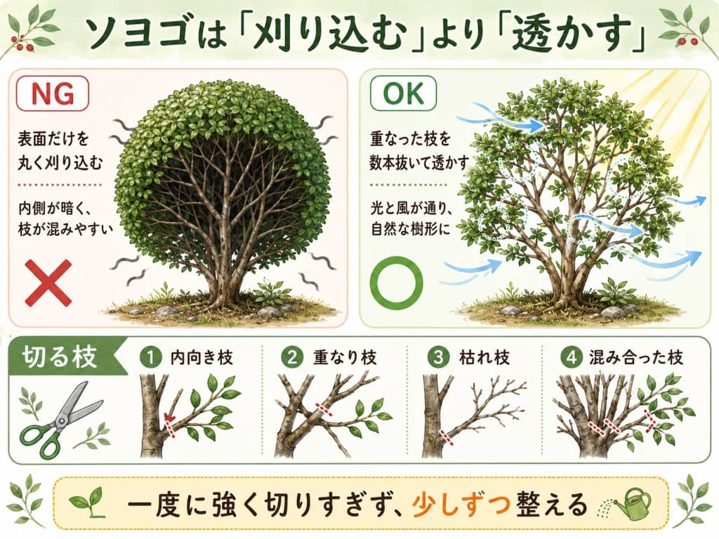 ソヨゴの透かし剪定の基本図解