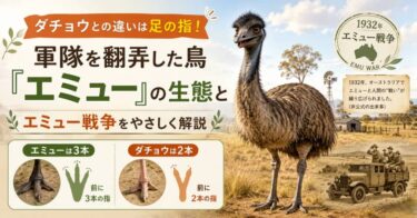 ダチョウとの違いは足の指！軍隊を翻弄した鳥「エミュー」の生態とエミュー戦争をやさしく解説