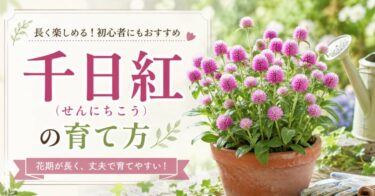 千日紅(せんにちこう)の育て方