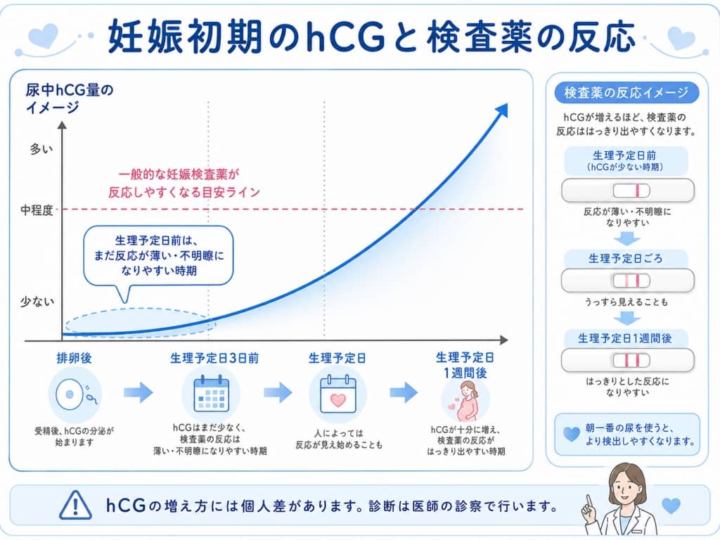 妊娠週数とhCG分泌量の推移グラフ