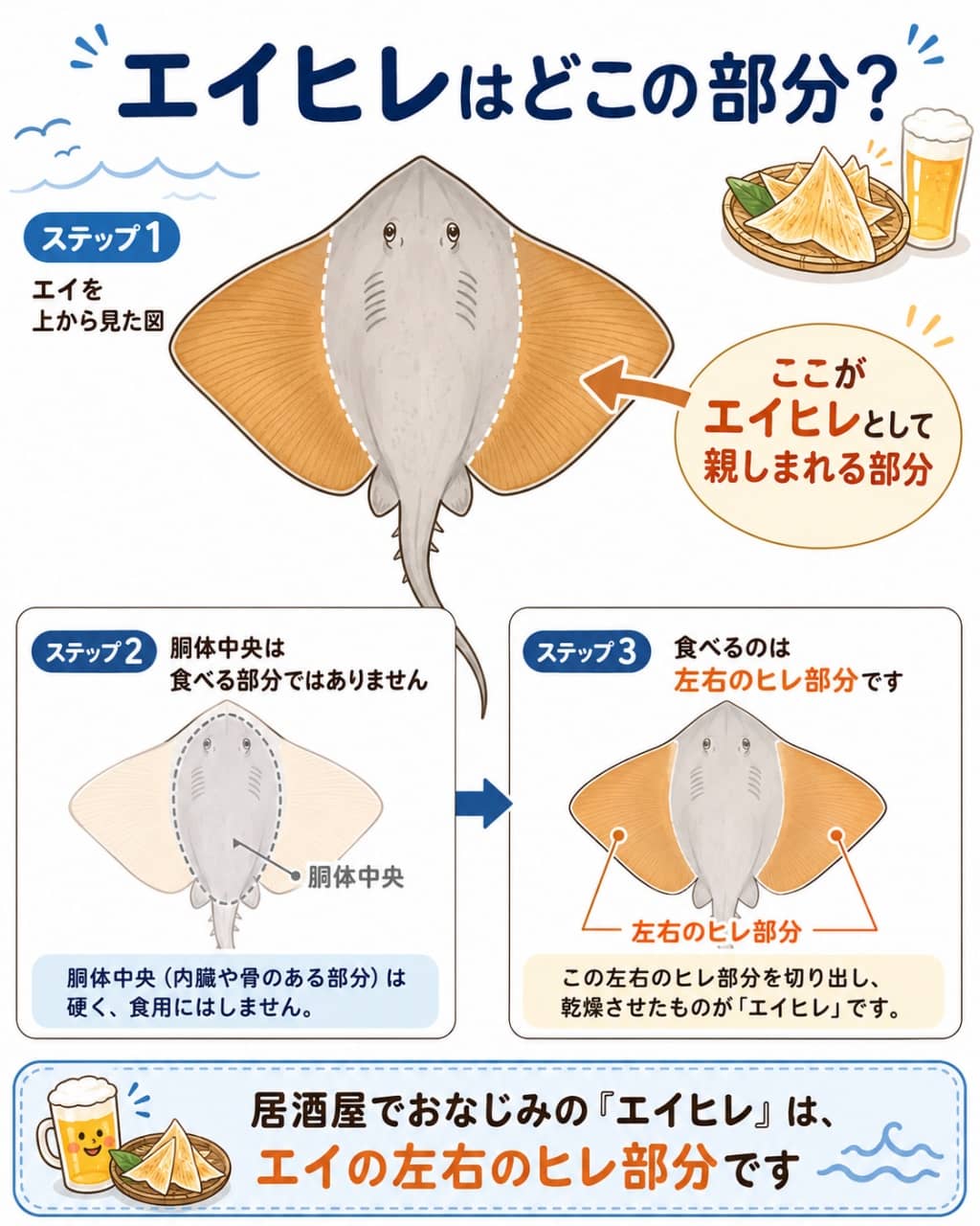 エイの全身とエイヒレの関係図