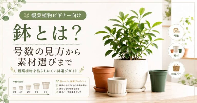 鉢とは？号数の見方から素材選びまで｜観葉植物を枯らしにくい鉢選びガイド
