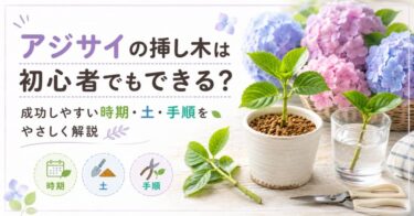 アジサイの挿し木は初心者でもできる？成功しやすい時期・土・手順をやさしく解説