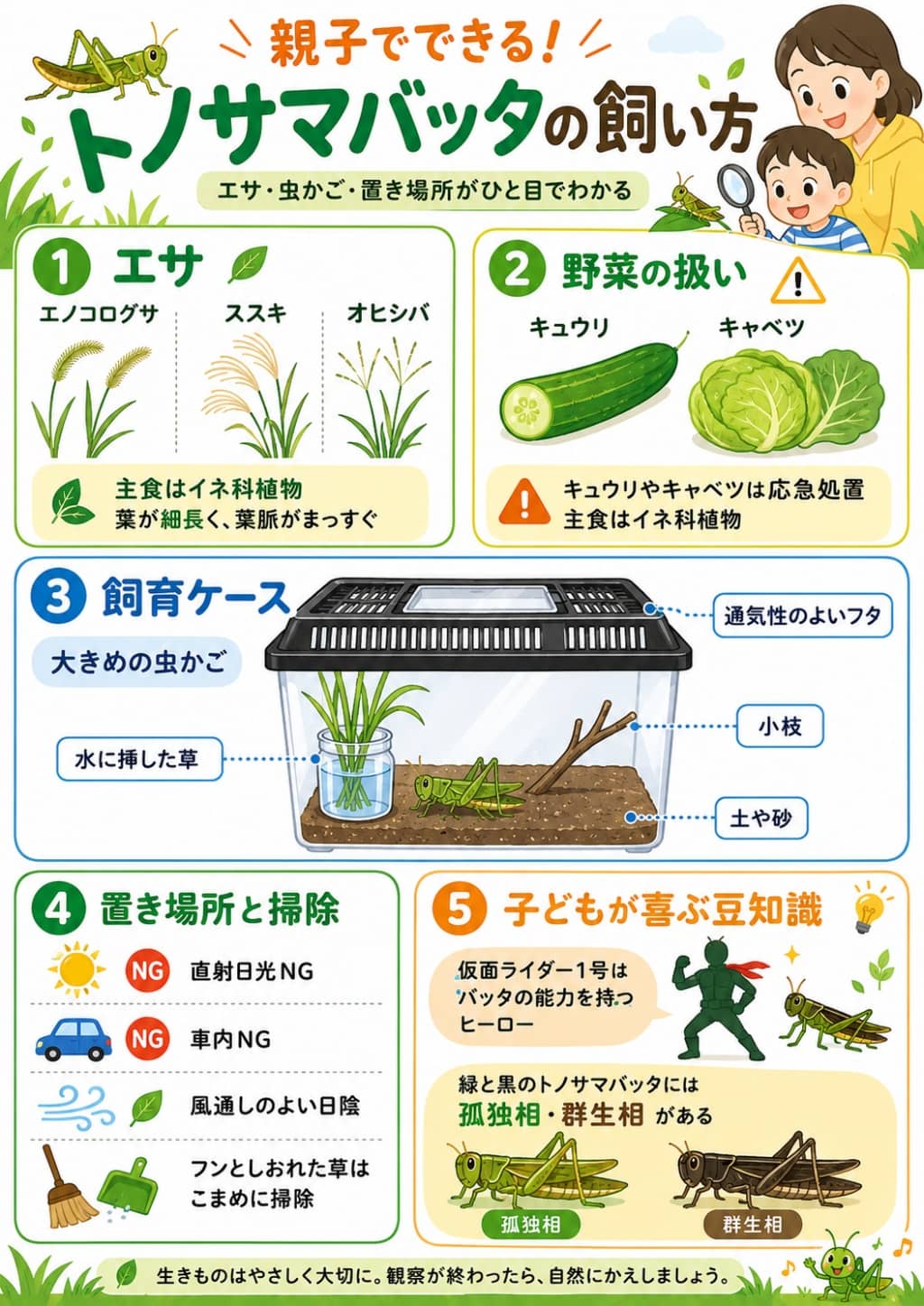 トノサマバッタの飼い方とエサの見分け方