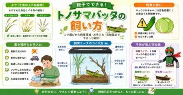 トノサマバッタの飼い方｜子供と楽しむエサ・飼育ケース・仮面ライダーの豆知識