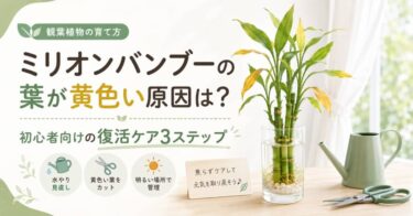 ミリオンバンブーの葉が黄色い原因は？初心者向けの復活ケア3ステップ