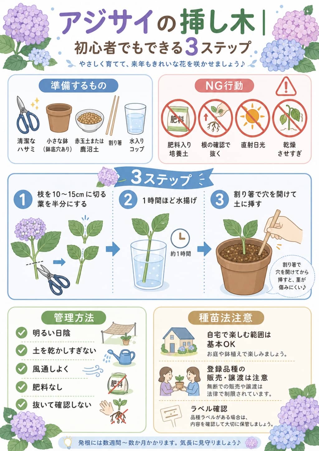 初心者向けアジサイ挿し木3ステップ