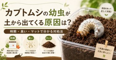 カブトムシの幼虫が土から出てくる原因は？時期・臭い・マットで分かる対処法