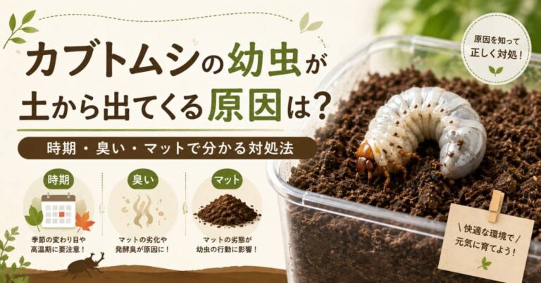 カブトムシの幼虫が土から出てくる原因は？時期・臭い・マットで分かる対処法